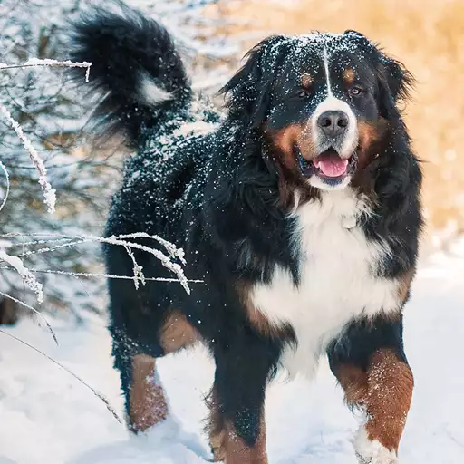 Bernese Mountain Dog Breed