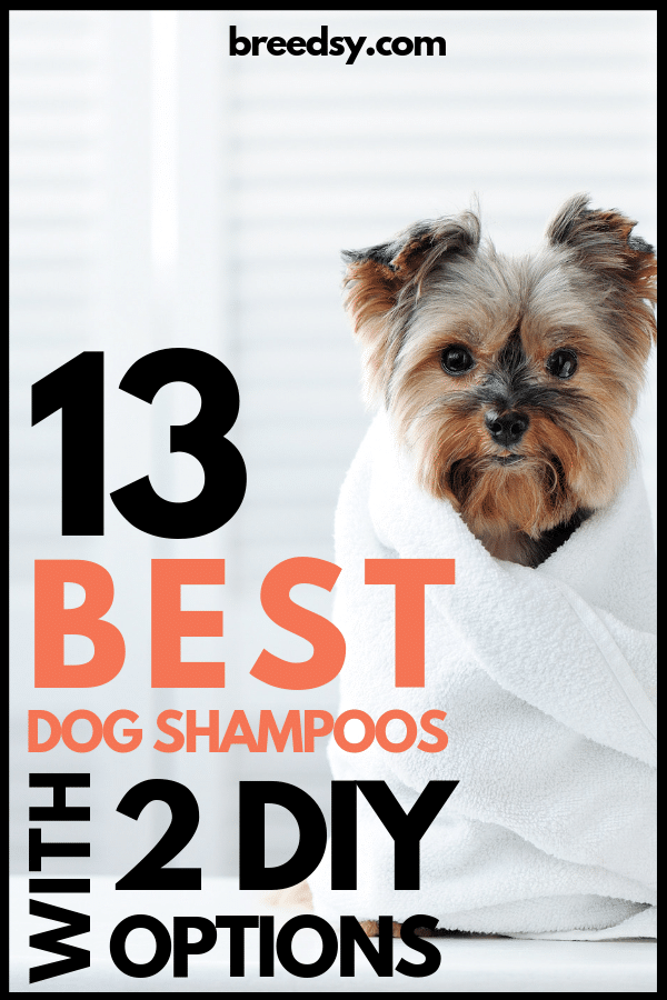 Our 2025 Picks for Best Dog Shampoos