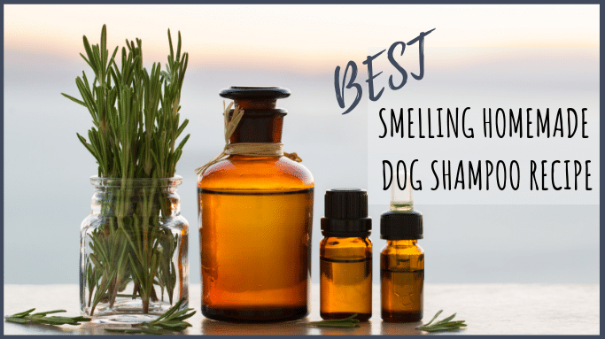 best homemade good smelling dog shampoo (1)