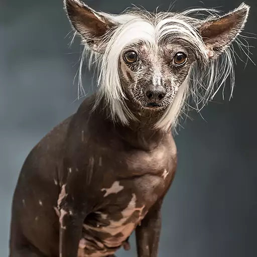 Chinese Crested Dog Breed