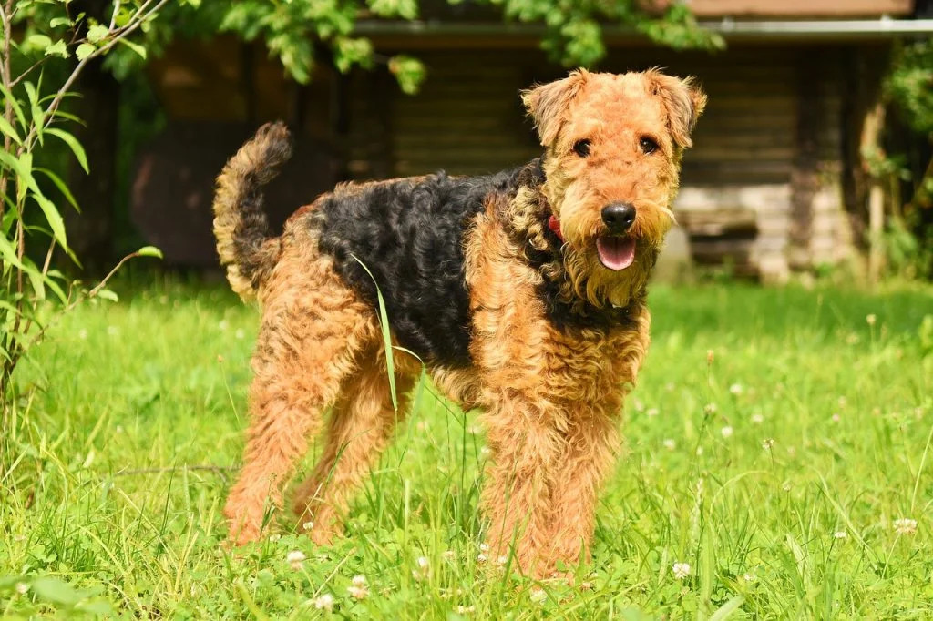 Airedale Sheds Less