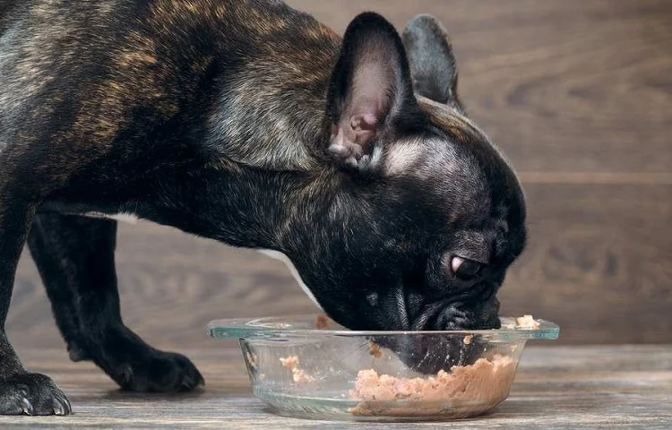 how much can dog eat tuna