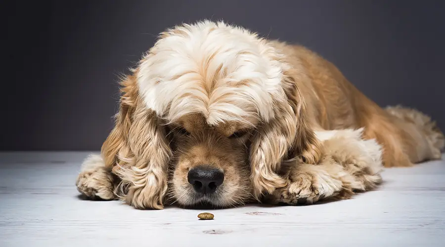 Dog Sniffing Food