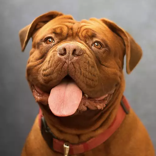 Dogue De Bordeaux Dog Breed