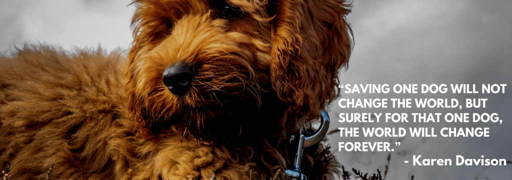 fostering puppy quote