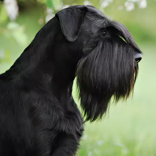 Giant Schnauzer Dog Breed