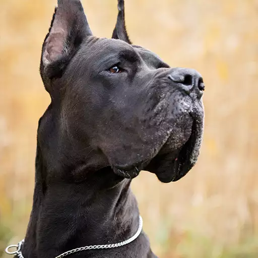 Great Dane Dog Breed