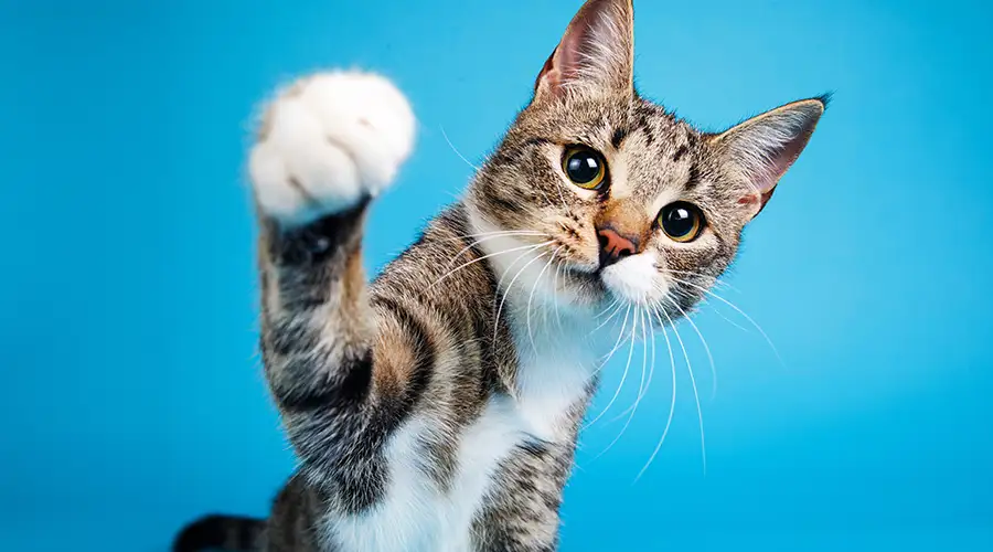 Happy Cat