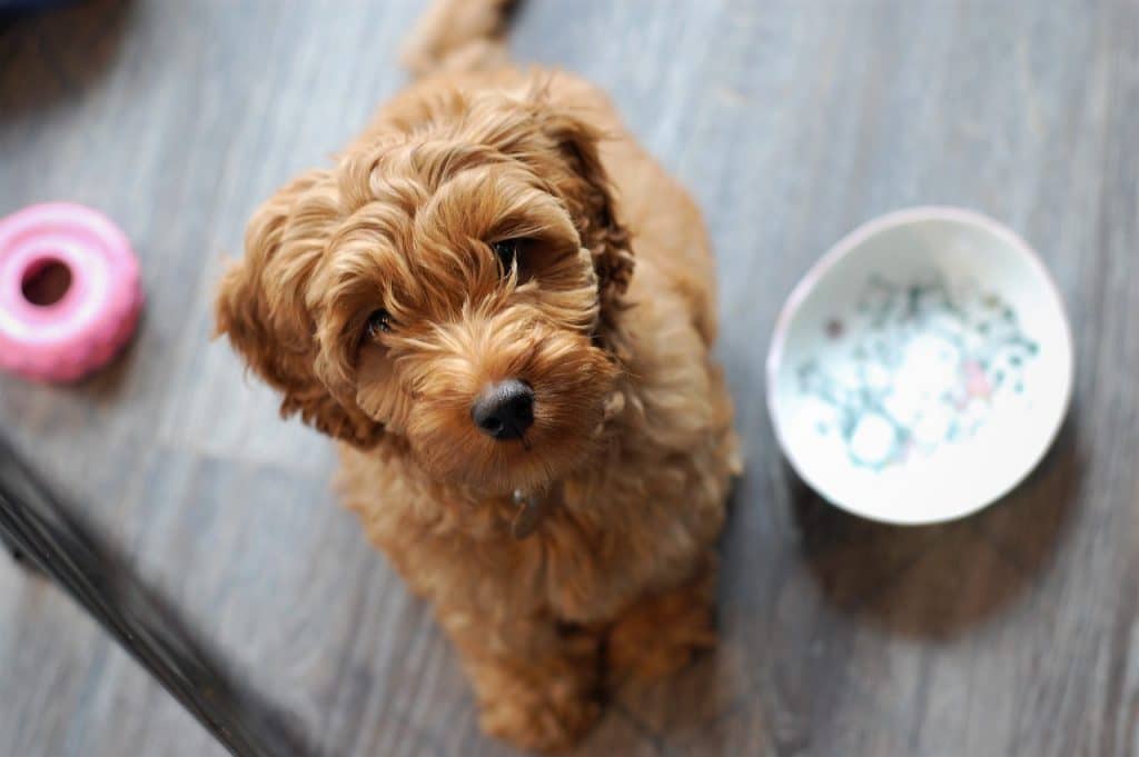 Does Labradoodle Shed