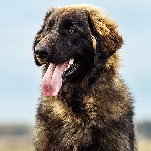 Leonberger Dog Breed