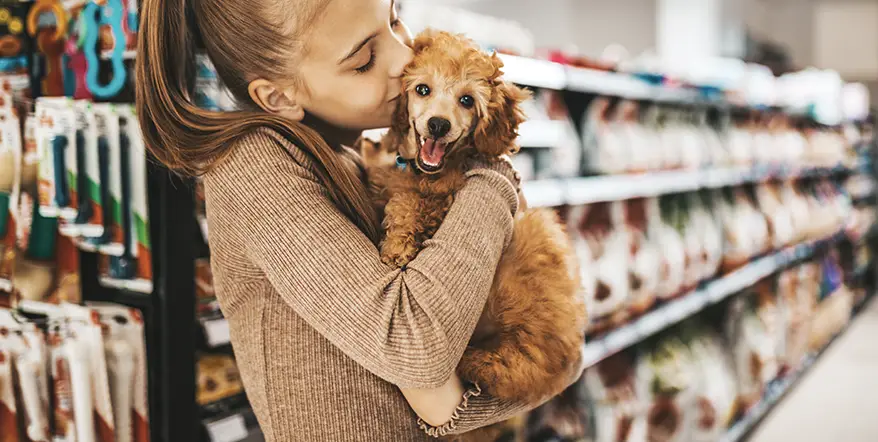 Miniature poodle in pet food store