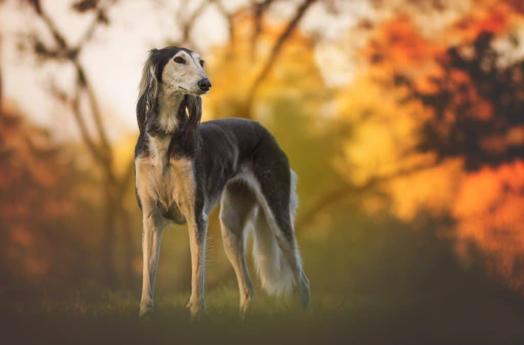 Saluki Sheds Less