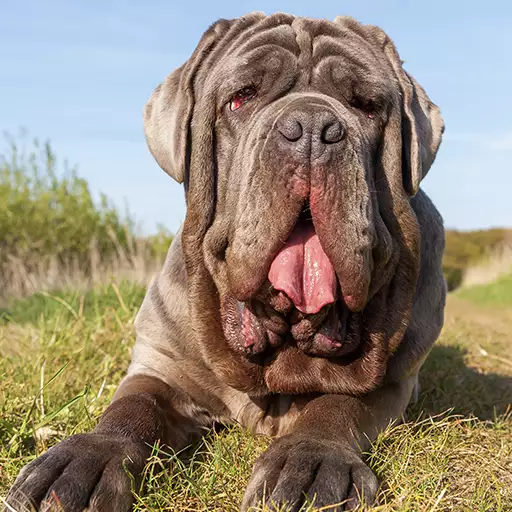 Neopolitan Mastiff Dog Breed