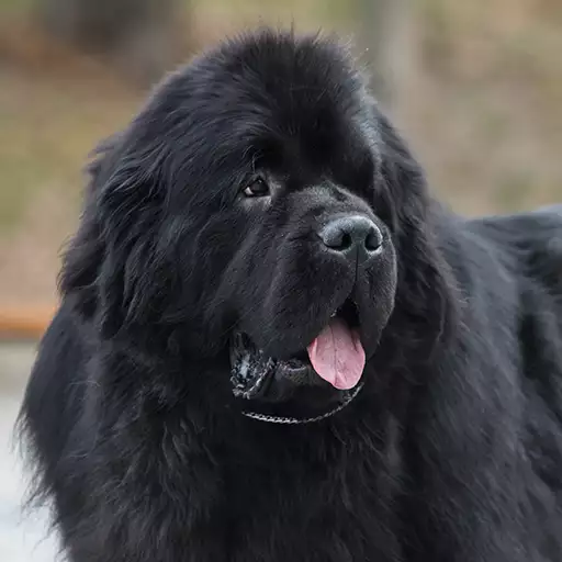 Newfoundland Dog Breed