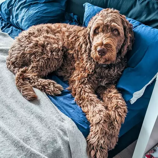 Brown Newfypoo