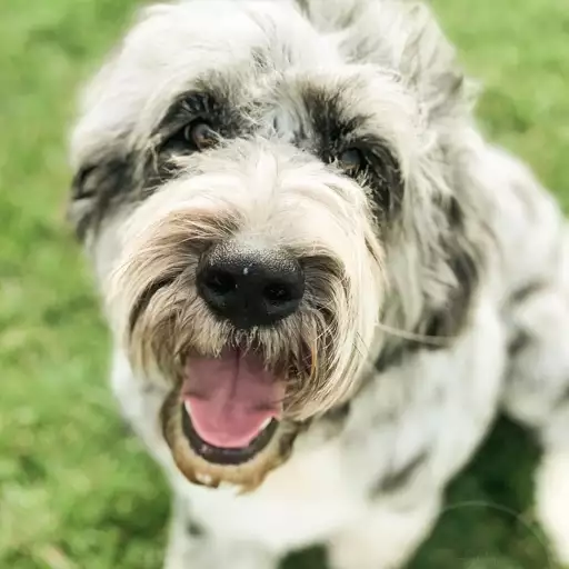 White Newfypoo
