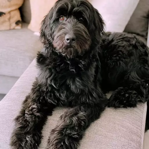 Black Newfypoo