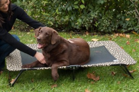 Pet Gear Designer Cot
