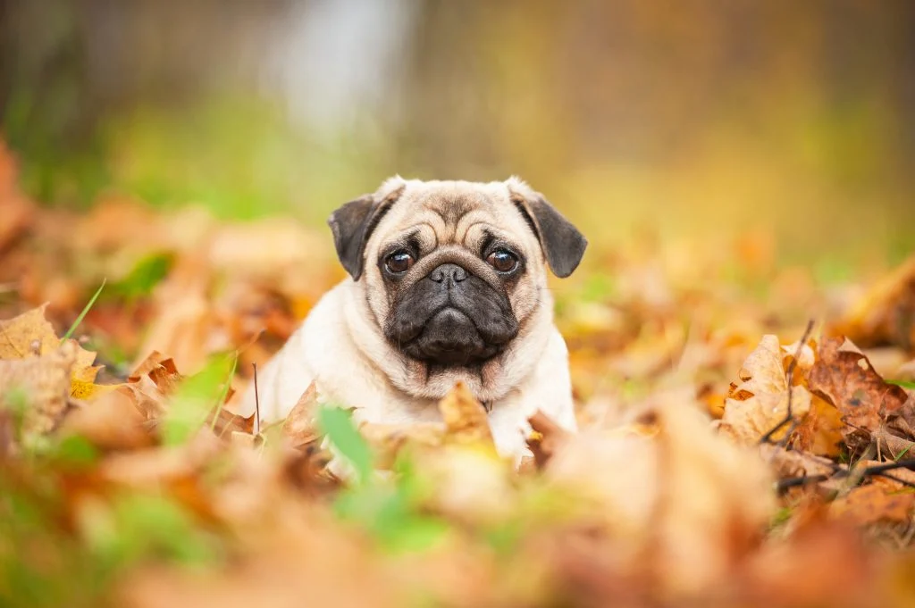 Pug