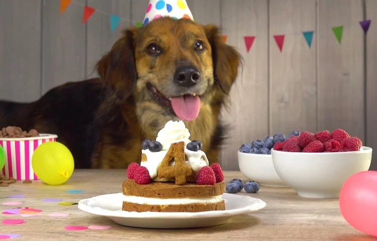 feeding dog with raspberries