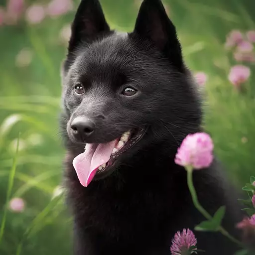 Schipperke Dog Breed
