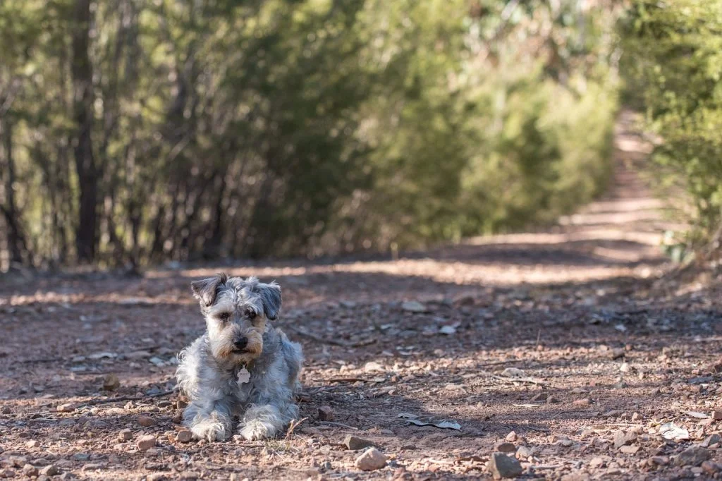Schnoodle Shed