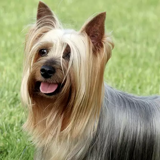 Silky Terrier Dog Breed