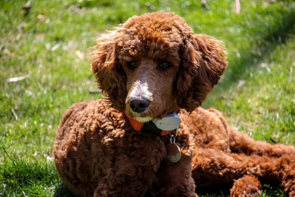 Poodle Doesn't Shed
