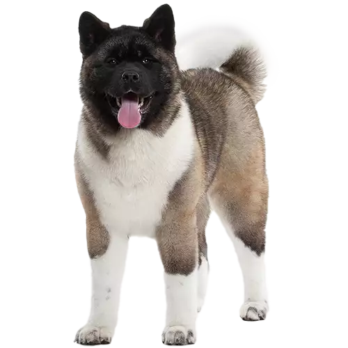 Akita Cutout