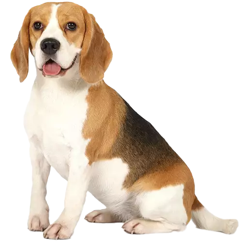 Beagle Cutout
