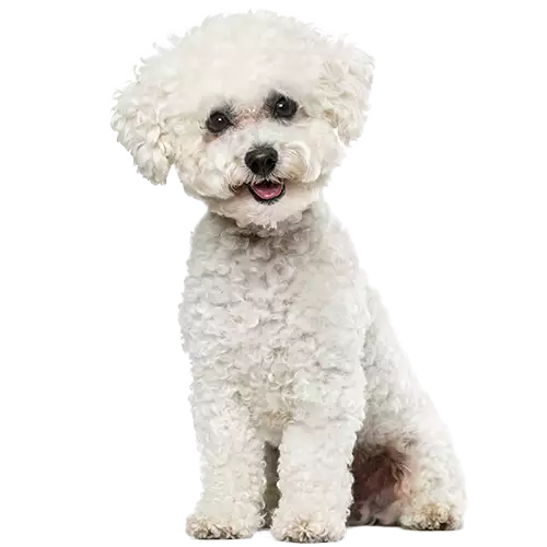 Bichon Frise Cutout